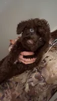 Ralf, a male Cavapoo for sale in Lonsdale, MN – 1 of 5