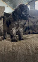 Dixie, a female Cavapoo for sale in Lonsdale, MN – 2 of 4