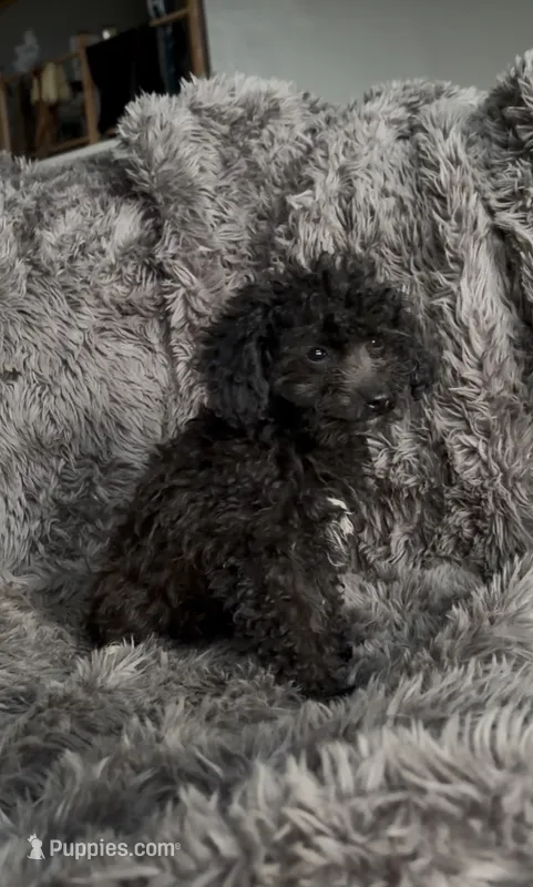 Dottie – Cavapoo puppy for sale in Lonsdale, MN