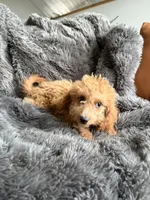 Misty, a female Cavapoo for sale in Lonsdale, MN – 6 of 6