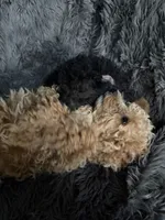 Dottie, a female Cavapoo for sale in Lonsdale, MN – 8 of 8