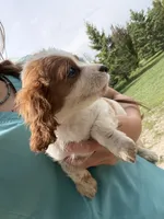 Angel, a female Cavapoo for sale in Lonsdale, MN – 2 of 3