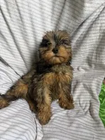Koda, a male Cavapoo for sale in Lonsdale, MN – 2 of 5
