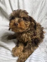 Baxter, a male Cavapoo for sale in Lonsdale, MN – 5 of 6