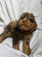 Baxter, a male Cavapoo for sale in Lonsdale, MN – 2 of 6