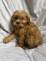 Roxie , a female Cavapoo for sale in Lonsdale, MN – 3 of 4