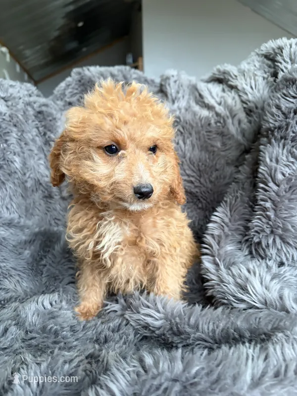 Misty – Cavapoo puppy for sale in Lonsdale, MN