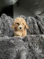 Winston , a male Cavapoo for sale in Lonsdale, MN – 2 of 9