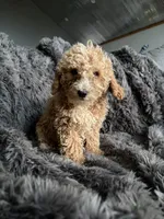 Winston , a male Cavapoo for sale in Lonsdale, MN – 3 of 9