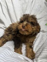 Baxter, a male Cavapoo for sale in Lonsdale, MN – 3 of 6