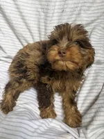 Baxter, a male Cavapoo for sale in Lonsdale, MN – 4 of 6