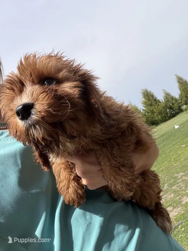 Ace – Cavapoo puppy for sale in Lonsdale, MN
