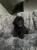 Cody , a male Cavapoo for sale in Lonsdale, MN – 6 of 6