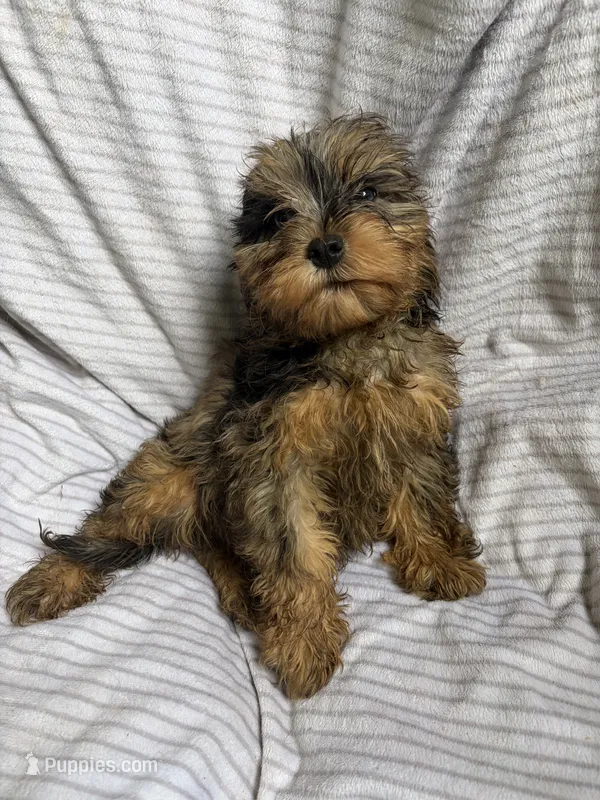 Koda – Cavapoo puppy for sale in Lonsdale, MN