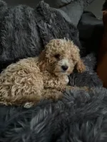 Winston , a male Cavapoo for sale in Lonsdale, MN – 8 of 9