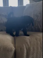 Midnight, a female Cavapoo for sale in Lonsdale, MN – 2 of 2