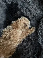 Winston , a male Cavapoo for sale in Lonsdale, MN – 4 of 9