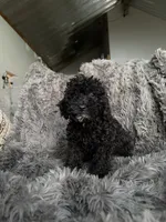 Cody , a male Cavapoo for sale in Lonsdale, MN – 3 of 6
