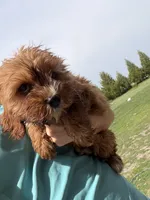 Ace, a male Cavapoo for sale in Lonsdale, MN – 3 of 5