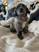 Bandit, a male Goldendoodle for sale in Lonsdale, MN – Photo 4 of 5