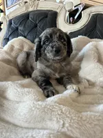 Bandit, a male Goldendoodle for sale in Lonsdale, MN – Photo 3 of 5