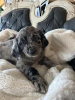 Bandit, a male Goldendoodle for sale in Lonsdale, MN – Photo 2 of 5