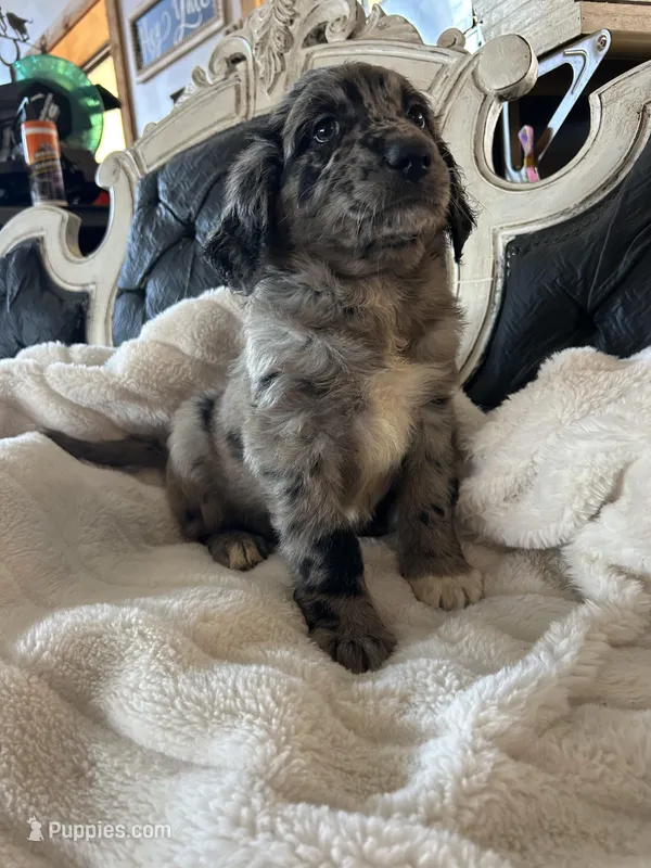 Bandit, a male Goldendoodle for sale in Lonsdale, MN – Photo 1 of 5