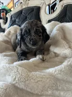 Bandit, a male Goldendoodle for sale in Lonsdale, MN – Photo 5 of 5