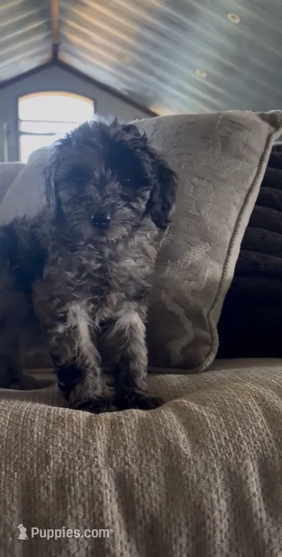 Dixie – Cavapoo puppy for sale in Lonsdale, MN
