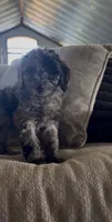 Dixie, a female Cavapoo for sale in Lonsdale, MN – 1 of 4