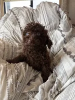 Ralf, a male Cavapoo for sale in Lonsdale, MN – 3 of 5