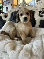 Molly, a female Goldendoodle for sale in Lonsdale, MN – Photo 2 of 5