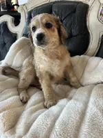 Molly, a female Goldendoodle for sale in Lonsdale, MN – Photo 4 of 5