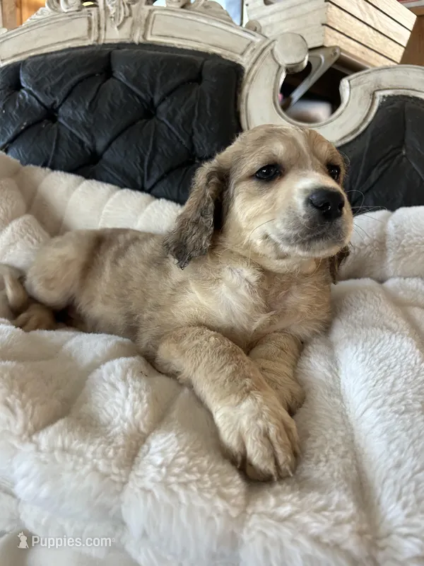 Molly – Goldendoodle puppy for sale in Lonsdale, MN