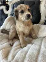 Molly, a female Goldendoodle for sale in Lonsdale, MN – Photo 5 of 5