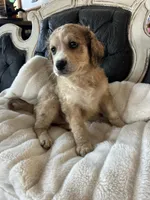 Molly, a female Goldendoodle for sale in Lonsdale, MN – Photo 3 of 5