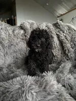 Cody , a male Cavapoo for sale in Lonsdale, MN – 5 of 6