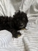 Jack, a male Miniature Goldendoodle for sale in Lonsdale, MN – 2 of 4