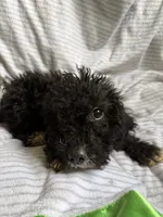 Jack, a male Miniature Goldendoodle for sale in Lonsdale, MN – 3 of 4