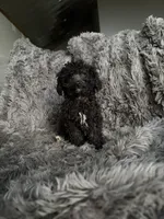 Dottie, a female Cavapoo for sale in Lonsdale, MN – 2 of 8