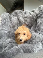 Misty, a female Cavapoo for sale in Lonsdale, MN – 4 of 6