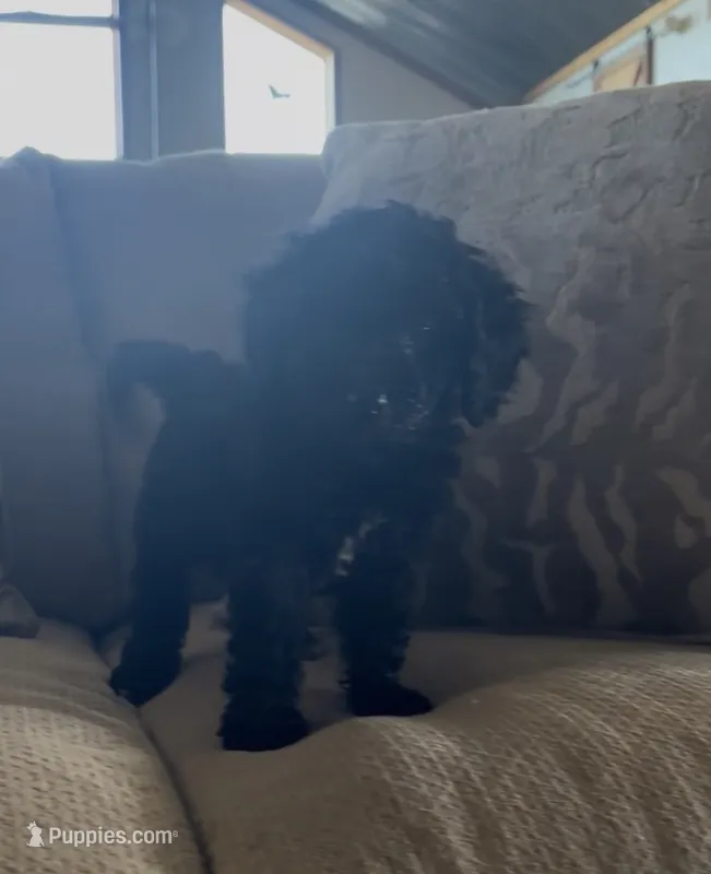 Midnight – Cavapoo puppy for sale in Lonsdale, MN