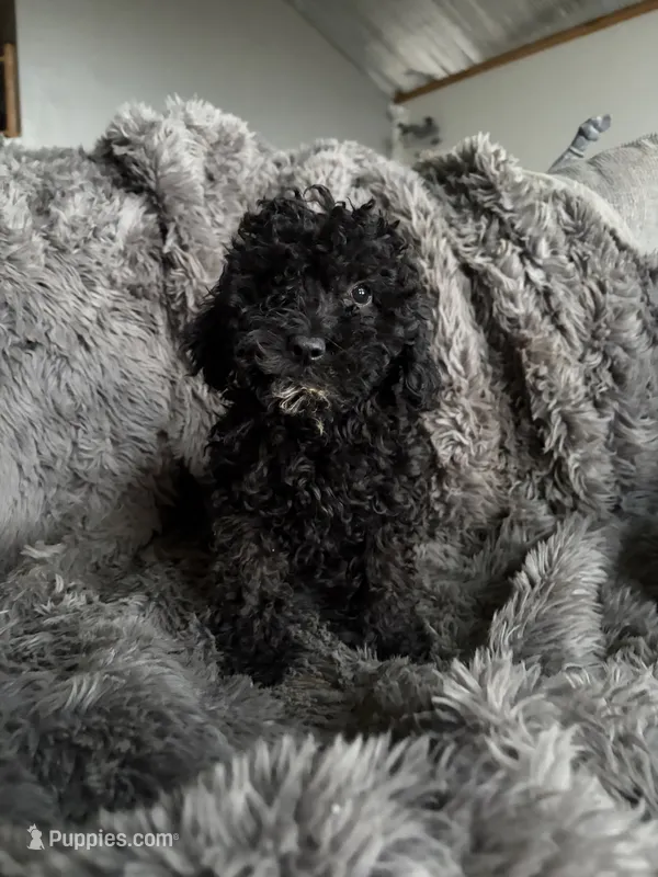 Cody  – Cavapoo puppy for sale in Lonsdale, MN