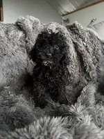 Cody , a male Cavapoo for sale in Lonsdale, MN – 1 of 6