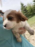 Angel, a female Cavapoo for sale in Lonsdale, MN – 3 of 3