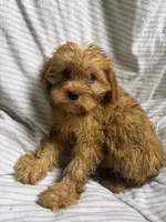 Roxie , a female Cavapoo for sale in Lonsdale, MN – 4 of 4