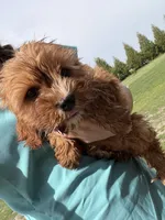 Ace, a male Cavapoo for sale in Lonsdale, MN – 4 of 5