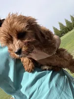 Ace, a male Cavapoo for sale in Lonsdale, MN – 5 of 5