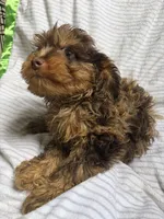 Baxter, a male Cavapoo for sale in Lonsdale, MN – 6 of 6