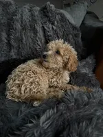 Winston , a male Cavapoo for sale in Lonsdale, MN – 9 of 9